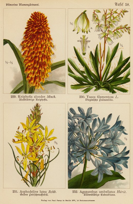 Kniphofia Aloodes, Yucca Filamentosa, Asphodeline Lutea, Agapanthus Umbellatus von (after) German School