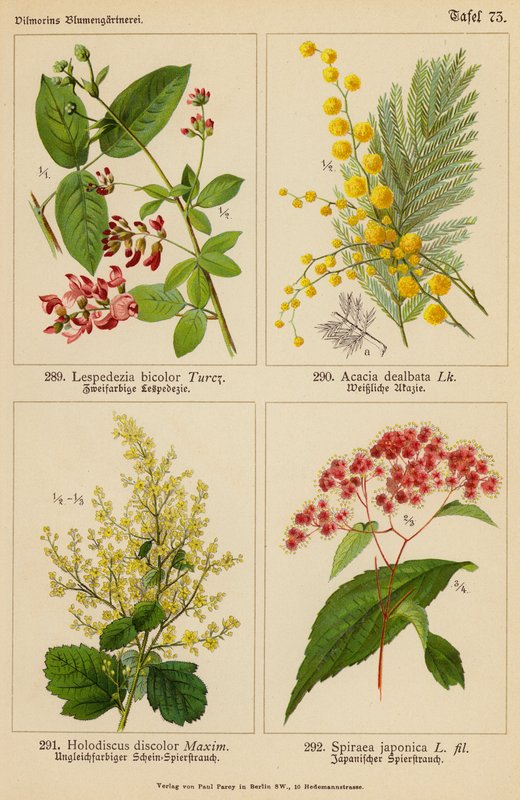 Lespedezia Bicolor, Acacia Dealbata, Holodiscus Discolor, Spiraea Japonica von (after) German School