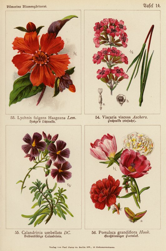 Lychnis Fulgens Haageana, Viscaria Viscosa, Calandrinia Umbellata, Portulaca Grandiflora von (after) German School