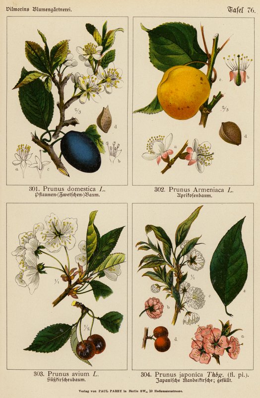 Prunus Domestica, Prunus Armeniaca, Prunus Avium, Prunus Japonica von (after) German School
