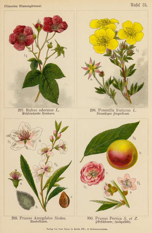 Rubus Odoratus, Potentilla Fruticosa, Prunus Amygdalus, Prunus Persica von (after) German School