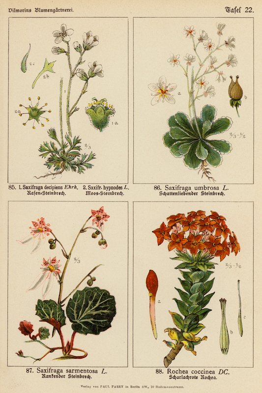 Saxifraga Decipiens, Saxifraga Hypnodes, Saxifraga Umbrosa, Saxifraga Sarmentosa, Rochea Coccinea von (after) German School