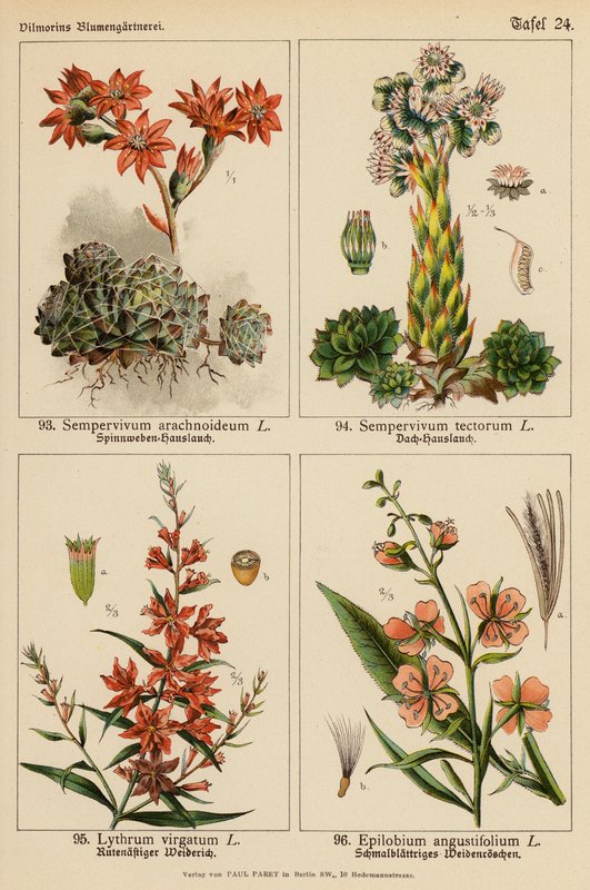 Sempervivum Arachnoideum, Sempervivum Tectorum, Lythrum Virgatum, Epilobium Angustifolium von (after) German School