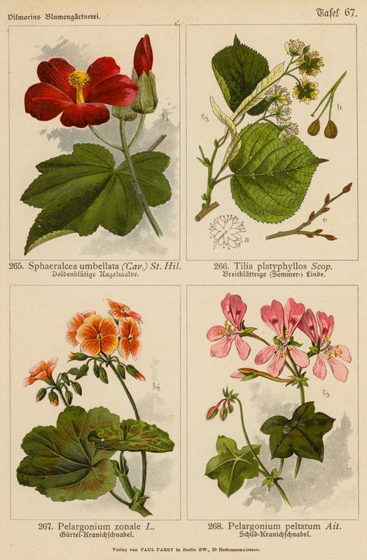 Sphaeralcea Umbellata, Tilia Platyphyllos, Pelargonium Zonale, Pelargonium Peltatum (Farblithografie) von (after) German School