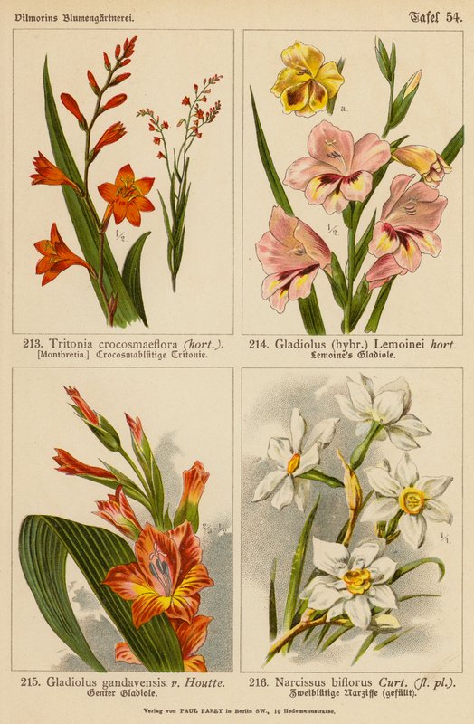 Tritonia Crocosmaeflora, Gladiolus Lemoinei, Gladioulus Gandavensis, Narcissus Biflorus von (after) German School