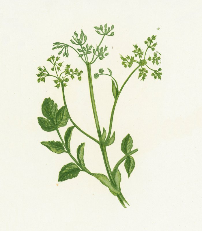 Wilde Pastinake, Pastinaca Sativa von English School