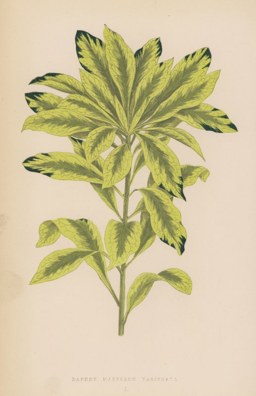 Daphne Mazereon Variegata von English School