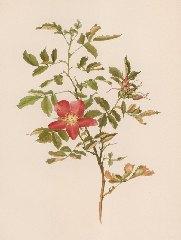 Englische Rose von English School