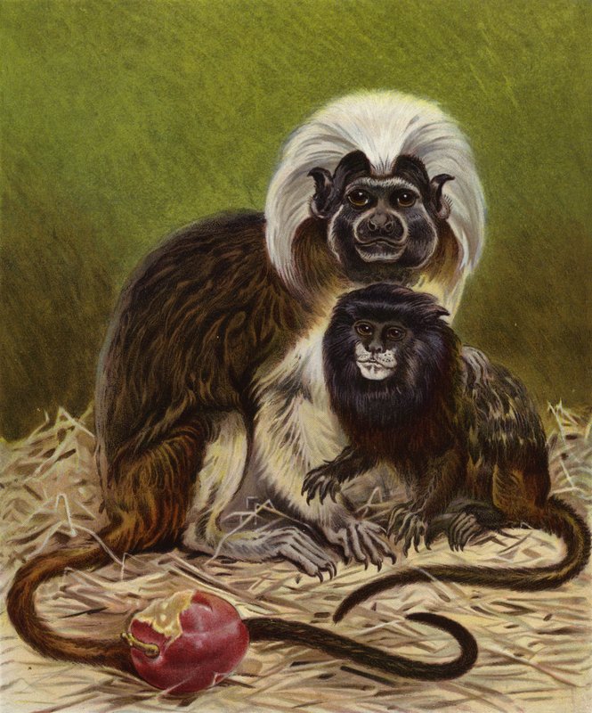 Pinche Marmoset und Negro Tamarin von English School