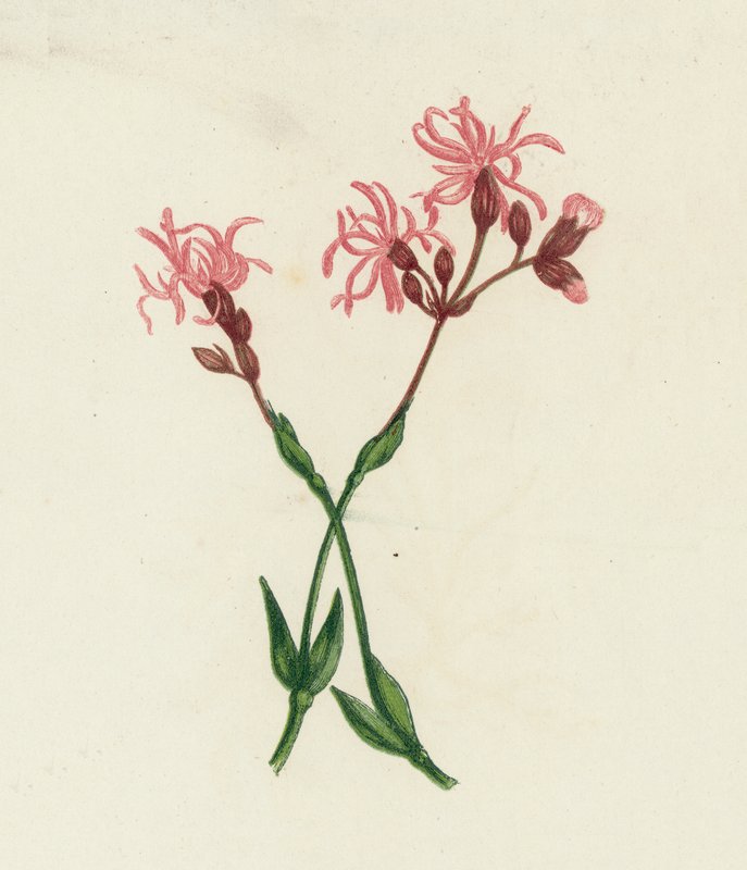 Kuckucks-Lichtnelke, Lychnis Flos-Cuculi von English School