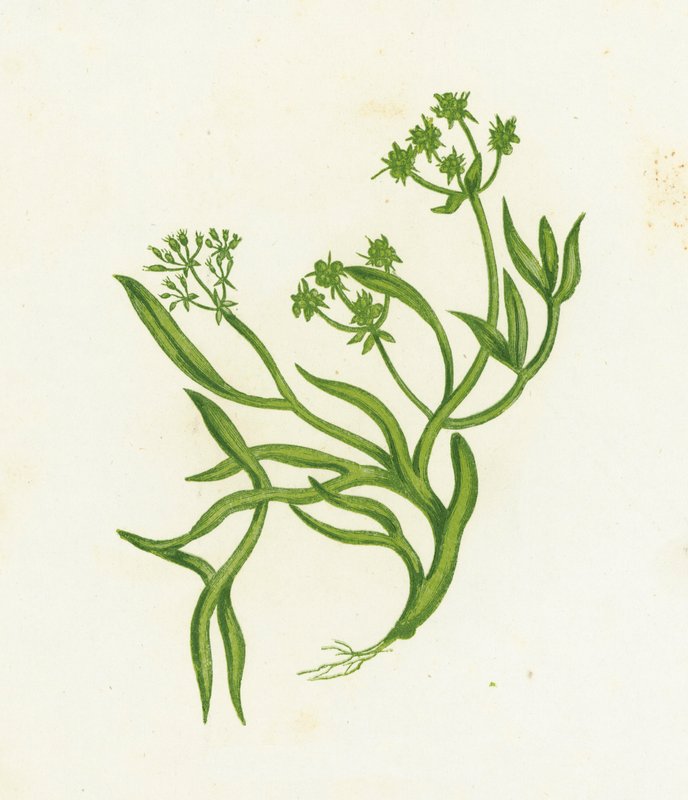 Meerfenchel, Crithmum Maritimum von English School