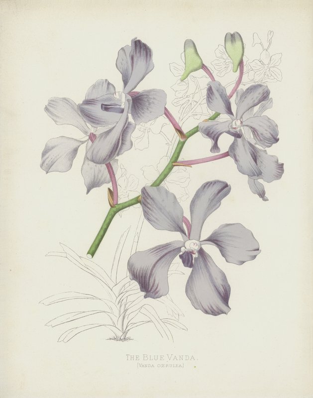 Die Blaue Vanda, Vanda Coerulea von English School