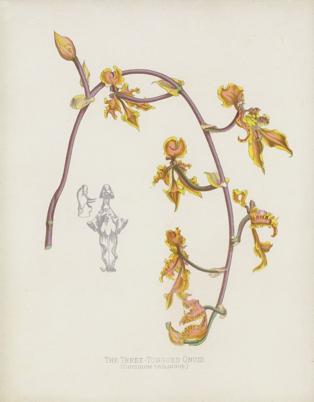 Die Dreizüngige Oncid, Oncidium Trilingue von English School