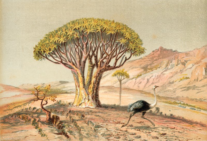 Die großen Bäume: Aloe von Damaraland, Südwestafrika von English School