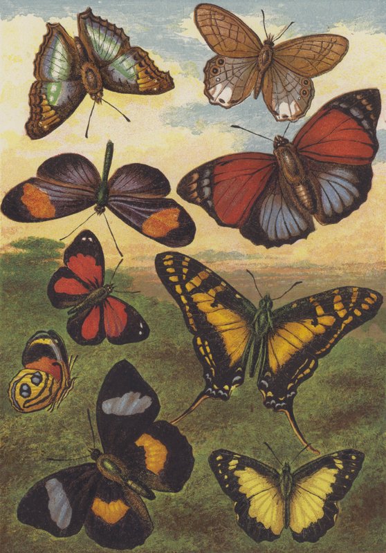 Tropische Schmetterlinge von English School