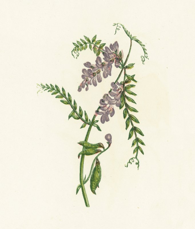 Zottelwicke, Vicia Cracca von English School