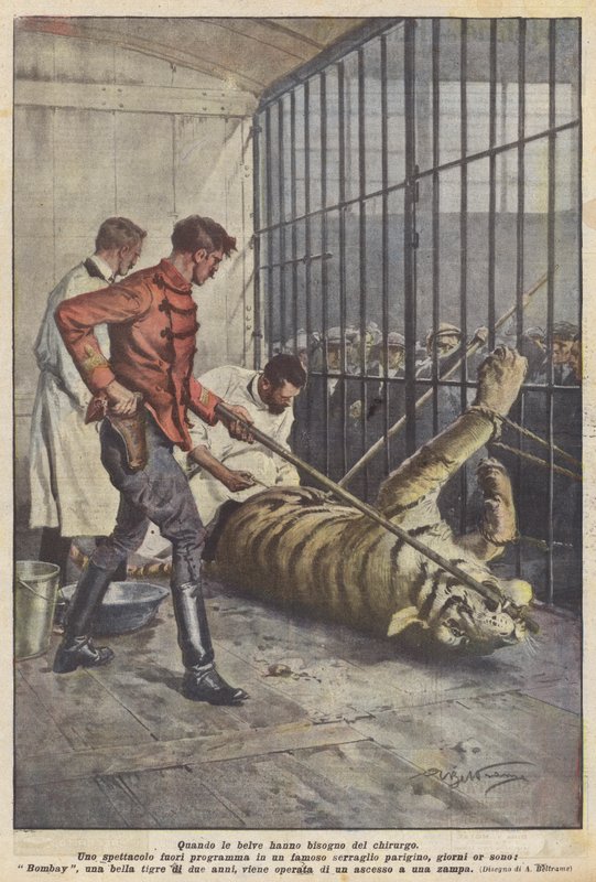 Wenn die Bestien einen Chirurgen brauchen von Achille Beltrame