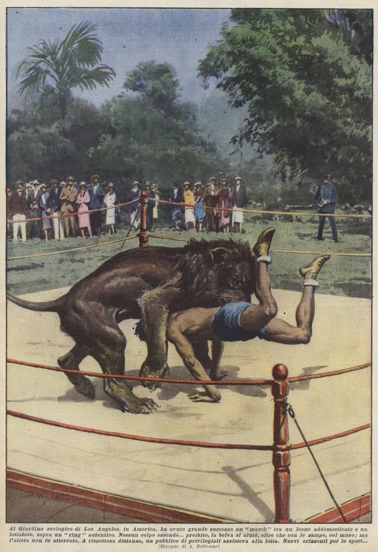 Im Zoo von Los Angeles, in Amerika, hatte ein Match zwischen einem Löwen großen Erfolg von Achille Beltrame