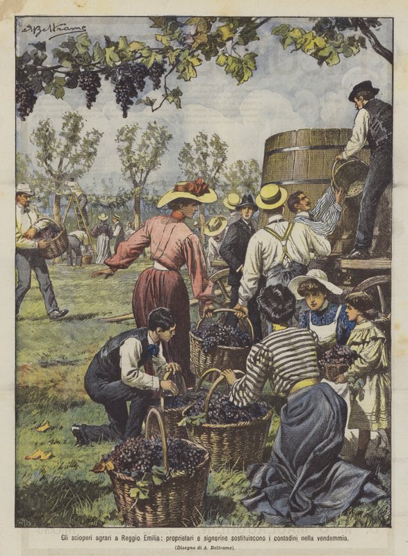 Die landwirtschaftlichen Streiks in Reggio Emilia, Eigentümer und junge Damen ersetzen die Bauern bei der Weinlese von Achille Beltrame