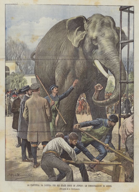 Die Abreise von Jingo aus London in die Vereinigten Staaten, die Abschiedsdemos von Achille Beltrame