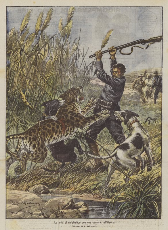 Der Kampf eines Bürgermeisters mit einem Panther in Algerien von Achille Beltrame