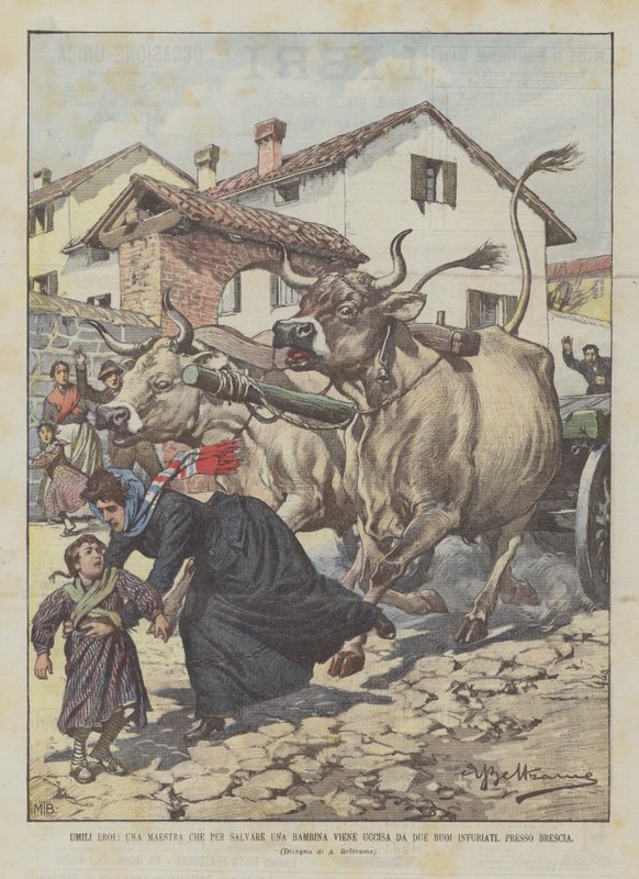 Demütige Helden, eine Lehrerin, die ein Mädchen retten wollte, wird von zwei wütenden Ochsen getötet, bei Brescia von Achille Beltrame