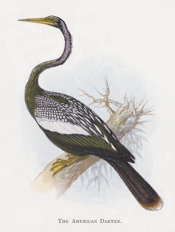 Der amerikanische Darter von Alexander Francis Lydon