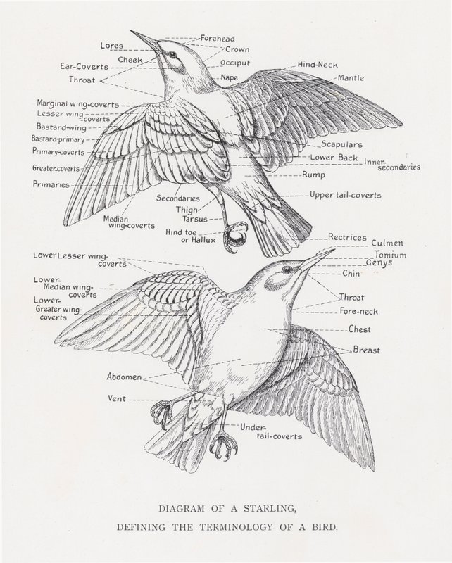 Diagramm eines Stars, das die Terminologie eines Vogels definiert von Alexander Francis Lydon