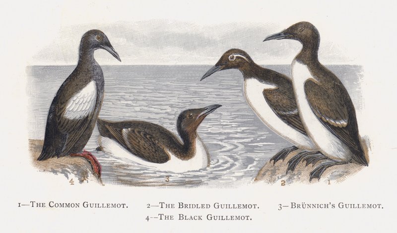 Die Trottellumme, Die Brillenlummen, Die Dickschnabellumme, Die Gryllteiste von Alexander Francis Lydon