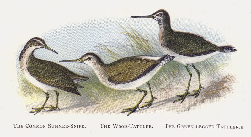 Der Waldwasserläufer, Der Grünschenkel von Alexander Francis Lydon