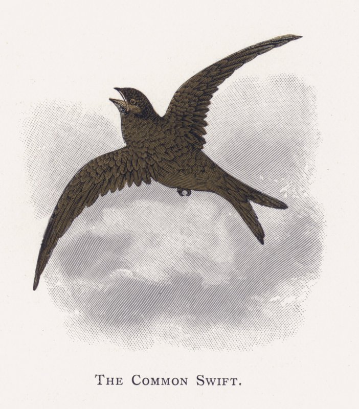 Der Mauersegler von Alexander Francis Lydon