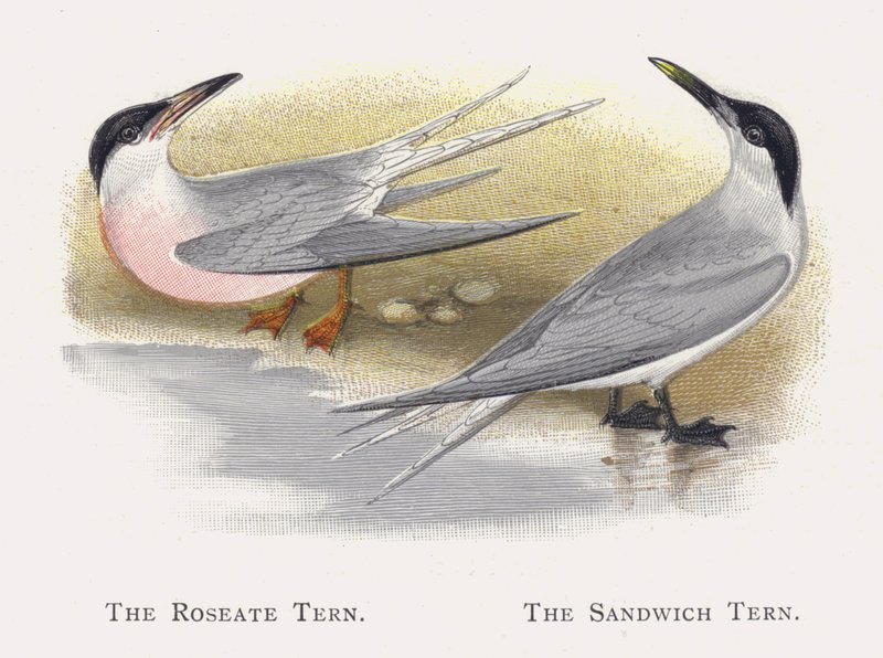 Die Rosenseeschwalbe, Die Brandseeschwalbe von Alexander Francis Lydon