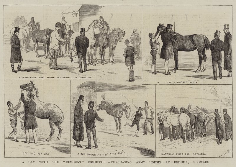 Ein Tag mit dem Remount-Komitee, Armeepferde in Redhill, Edgware kaufen von Alfred Chantrey Corbould