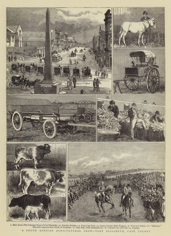 Eine südafrikanische Landwirtschaftsausstellung, Port Elizabeth, Kapkolonie von Alfred Chantrey Corbould