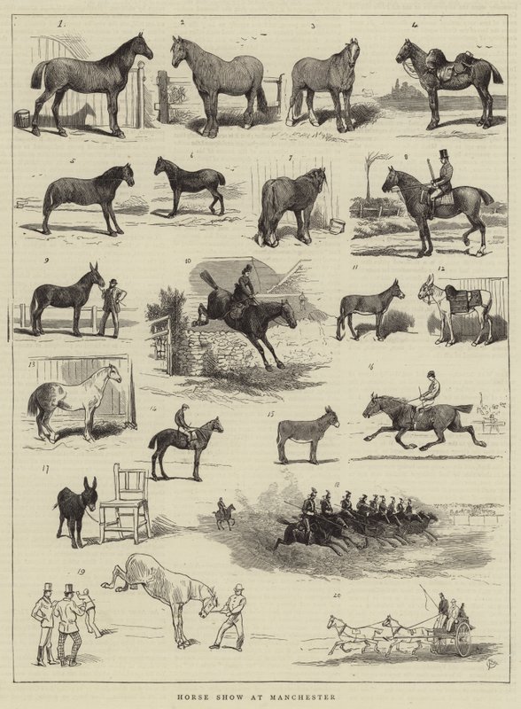 Pferdeschau in Manchester von Alfred Chantrey Corbould