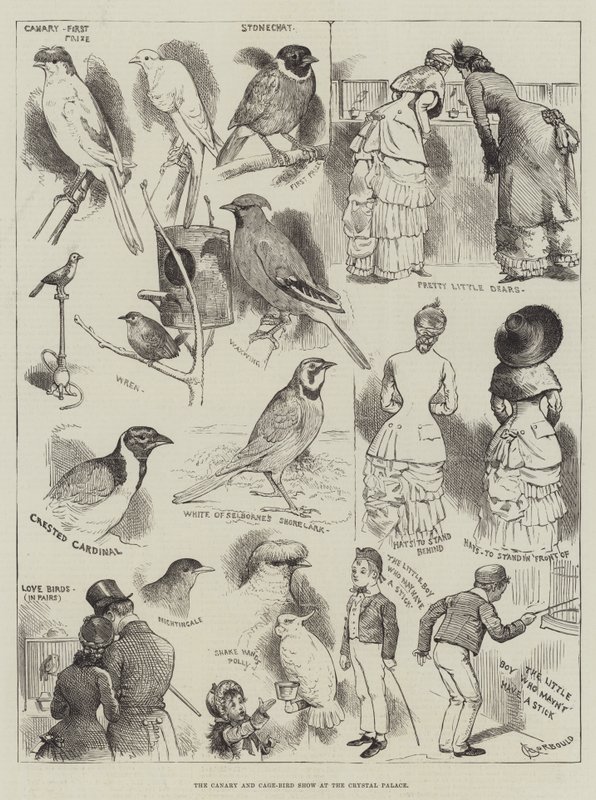 Die Kanarien- und Käfigvogel-Ausstellung im Crystal Palace von Alfred Courbould