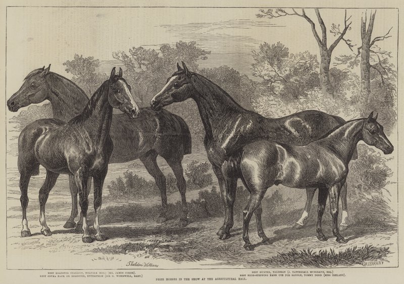 Preispferde in der Ausstellung in der Agricultural Hall von Alfred Sheldon-Williams