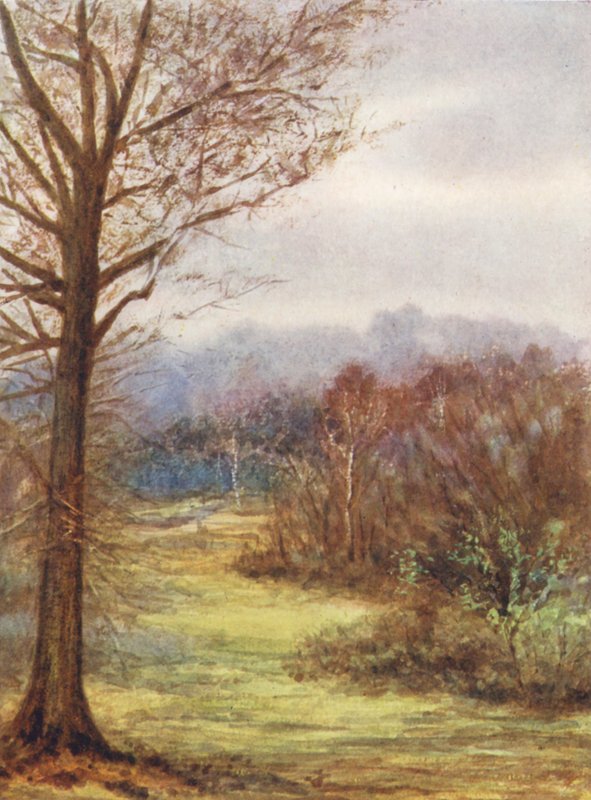 New Forest: Ein Blick auf die Brockenhurst Road, früher Frühling von Alice Julia Argles