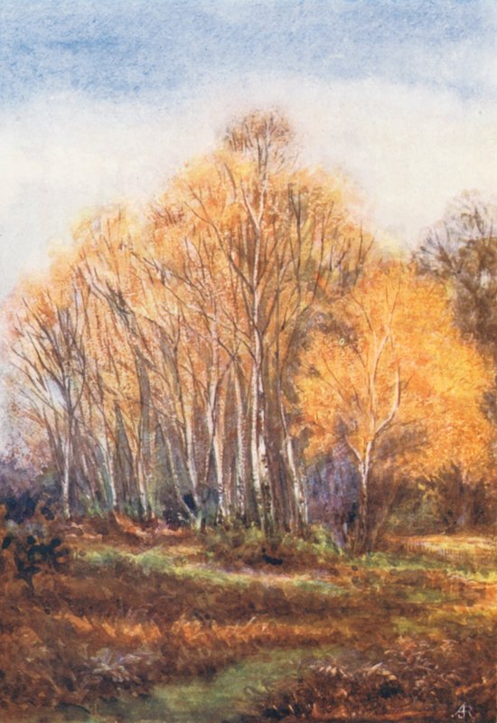 New Forest: Birken an der Brockenhurst Road, nahe New Park, November von Alice Julia Argles
