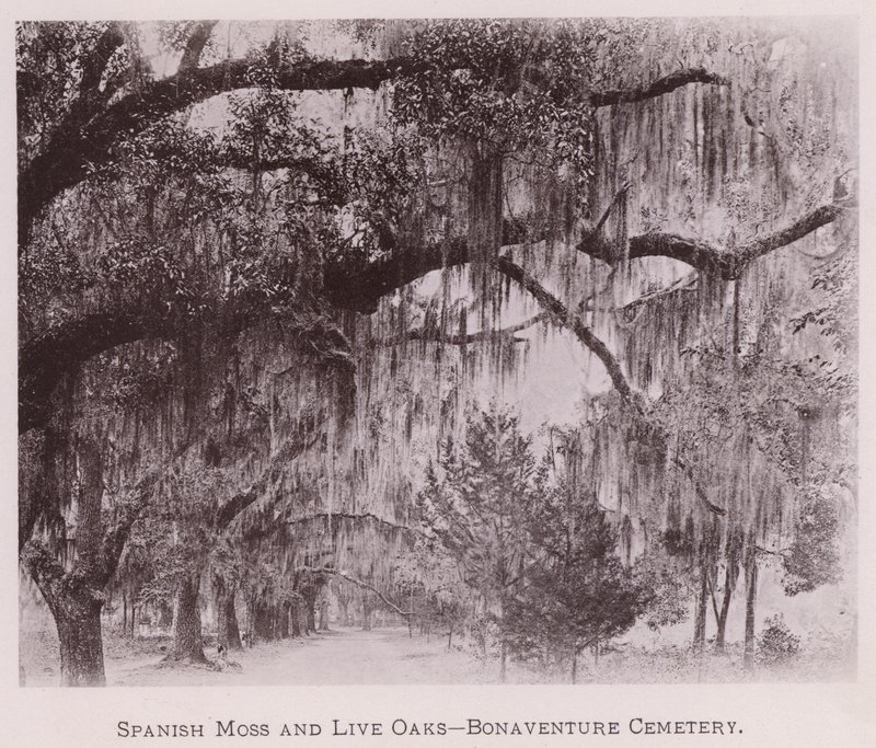 Spanisches Moos und Lebenseichen, Bonaventure Cemetery (s/w Foto) von American Photographer (after)