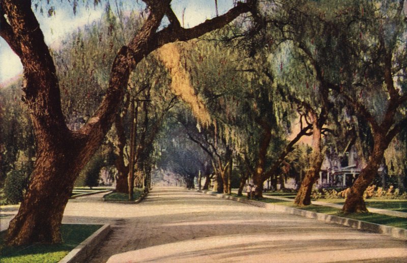Allee der Pfefferbäume, Pasadena von American Photographer