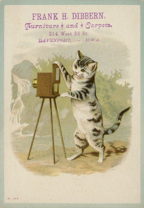 Katze macht ein Foto von American School