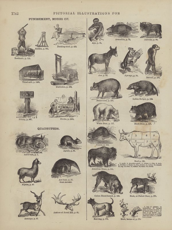Seite aus Websters vollständigem Wörterbuch (George Bell) von American School