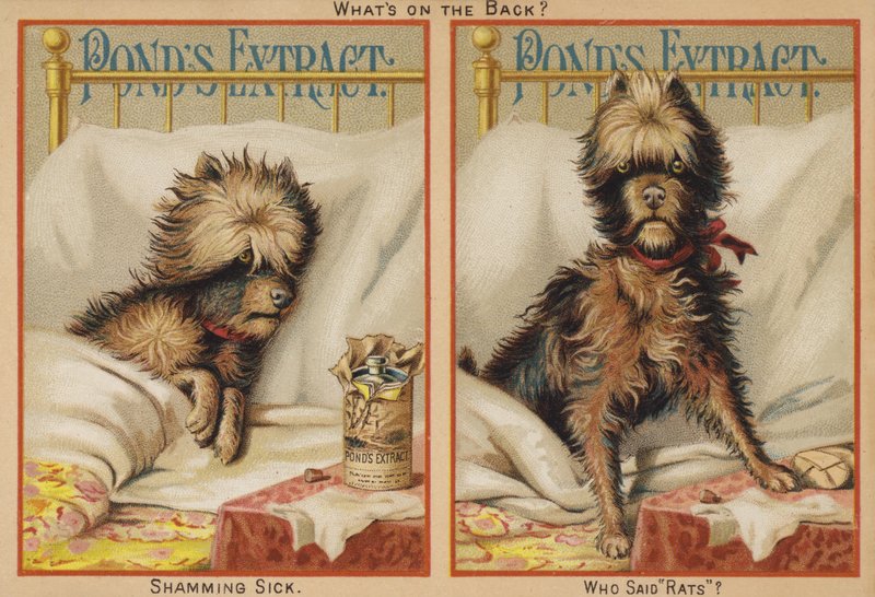 Kranker Hund im Bett von American School