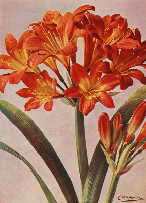 Clivia Miniata, lange bekannt als Imantophyllum Miniatum von Angelo Fairfax Muckley