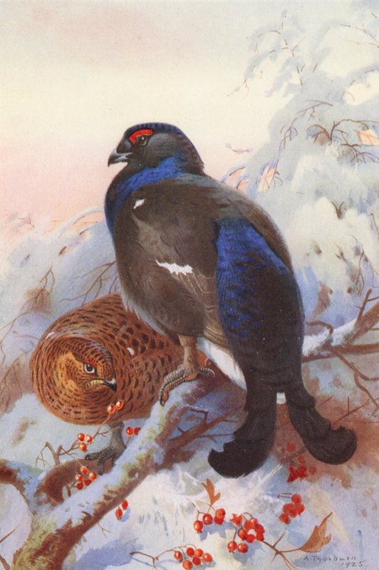 Auerhahn (männlich und weiblich) von Archibald Thorburn