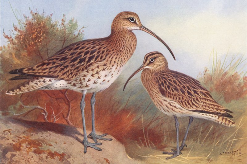 Großer Brachvogel, Regenbrachvogel von Archibald Thorburn