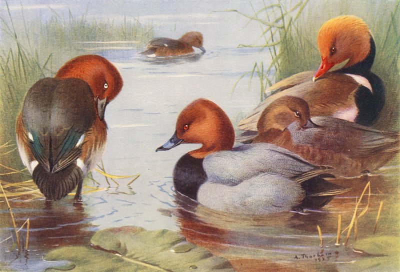 Moorente (männlich und weiblich), Tafelente (männlich und weiblich), Kolbenente von Archibald Thorburn