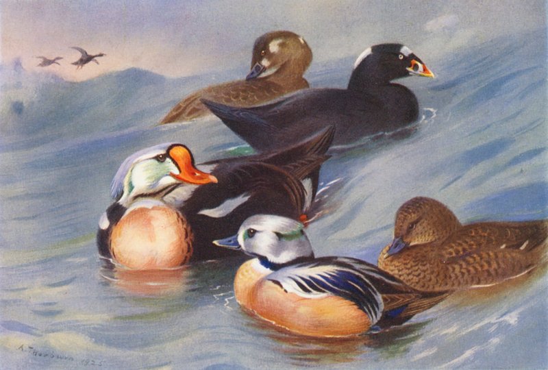 Königseiderente, Samtente (männlich und weiblich), Stellersche Eiderente (männlich und weiblich) von Archibald Thorburn