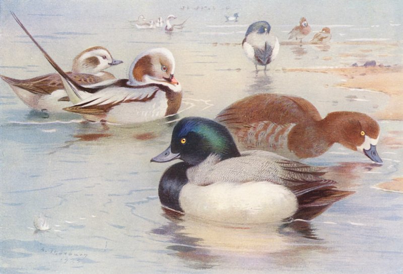 Eisente (männlich und weiblich), Bergente (männlich und weiblich) von Archibald Thorburn